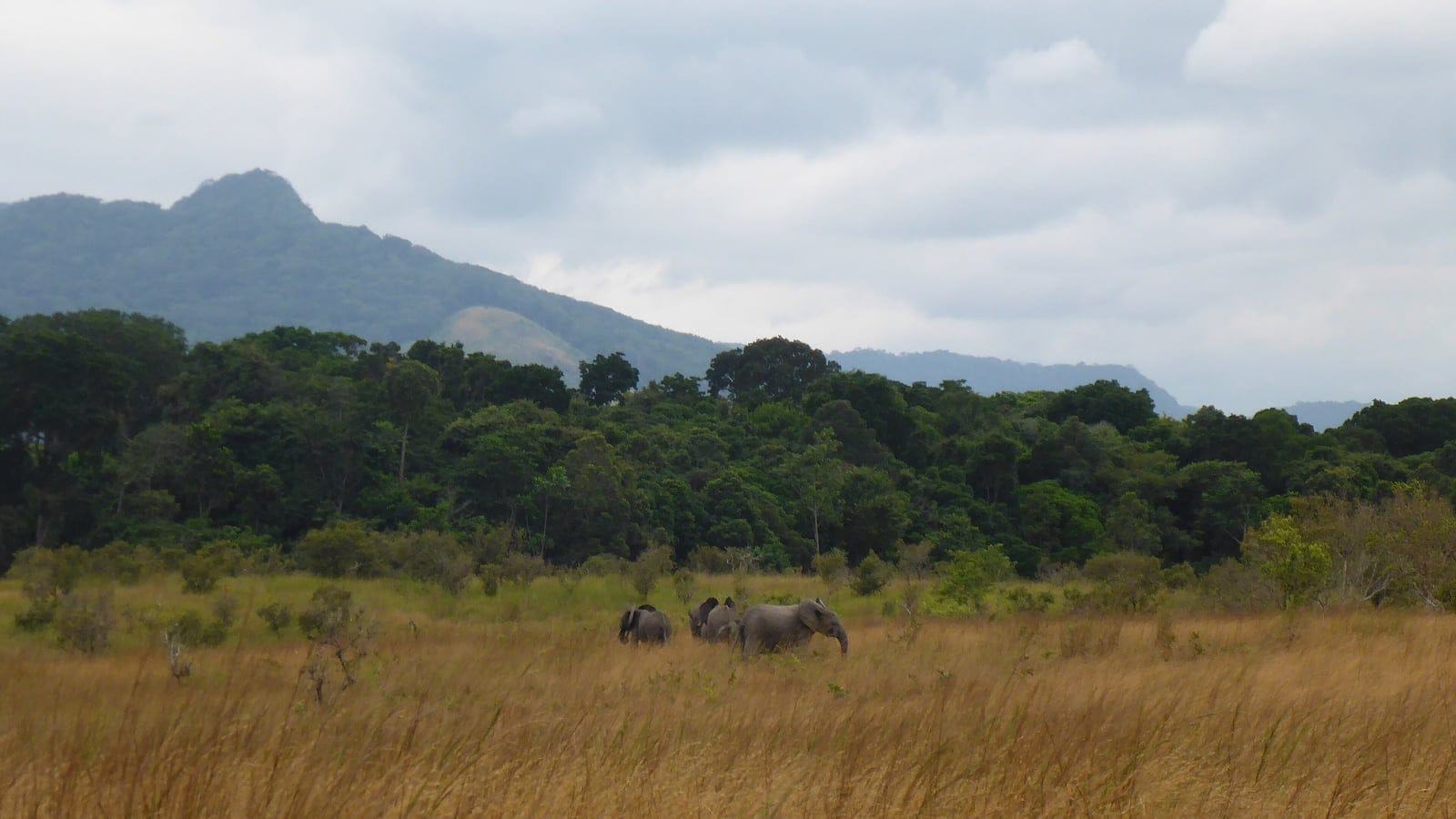 Elephants in tall savanna grass at the edge of closed forest below forested hills in Lope National Park, Gabon.