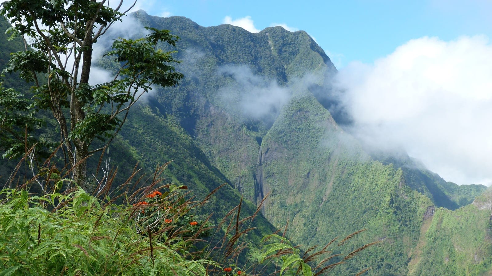Ferns and an orange-flowered shrub before cloud-draped ridges on Mont Aorai, Tahiti.