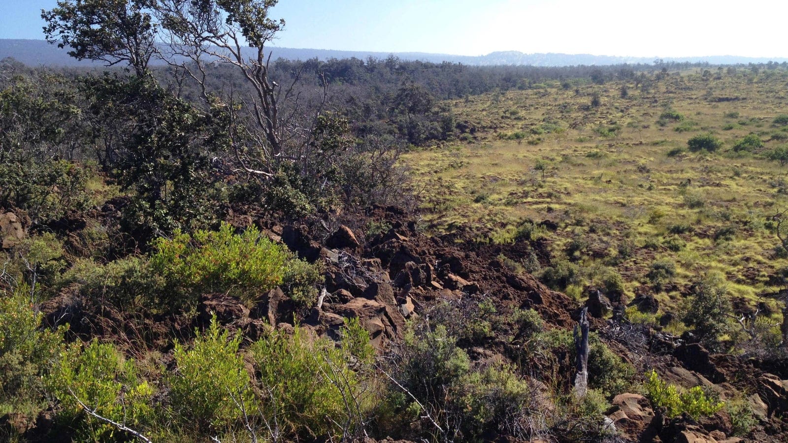 Dryland forest and open volcanic slope in the Kahuku unit of Hawaii Volcanoes National Park.