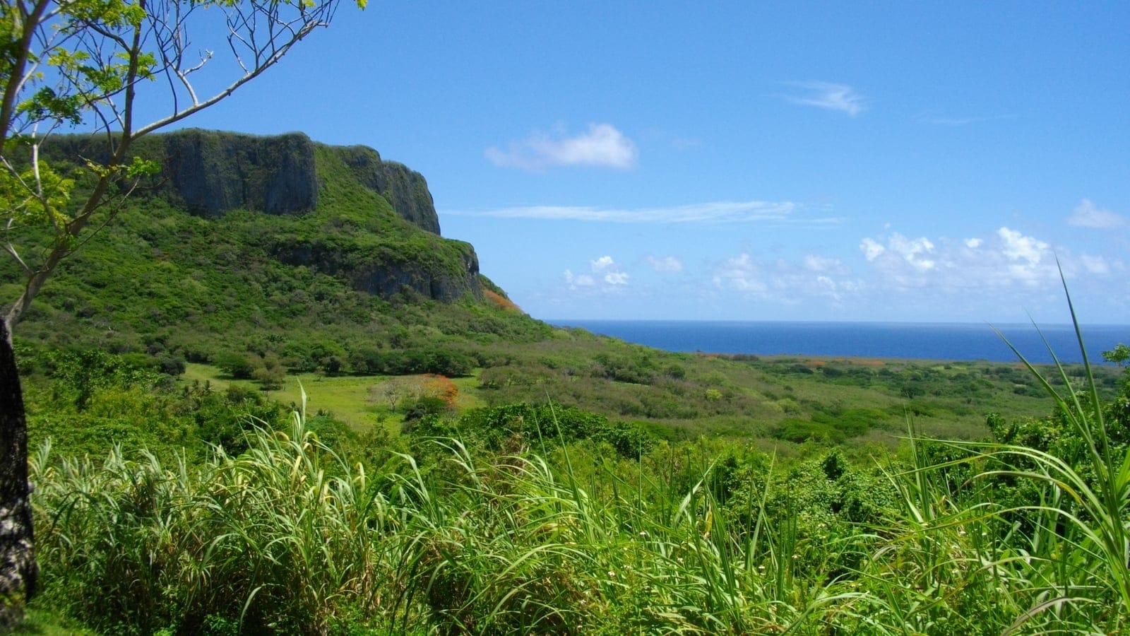 Grass and low scrub below the limestone cliffs of Mount Marpi, Saipan.