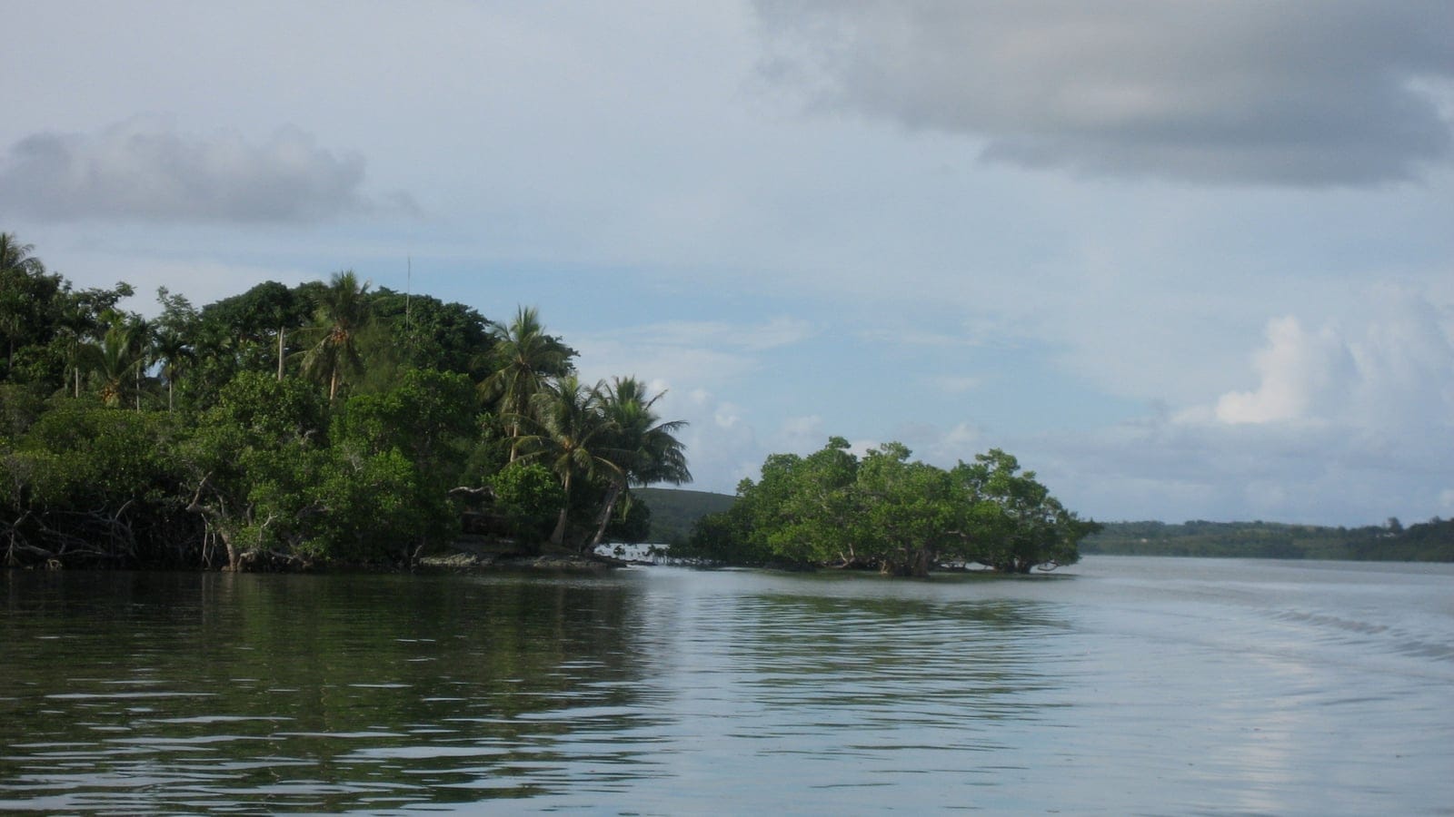 Mangrove stands and leaning coconut palms along a calm tidal channel on Yap, Micronesia.