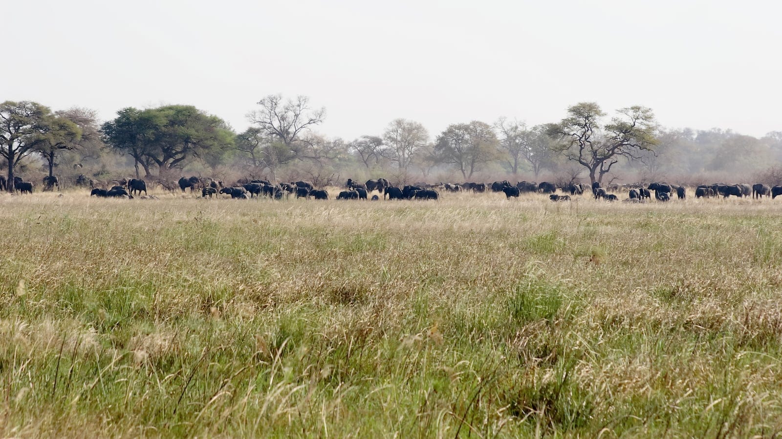 Manada de elefantes se alimentando ao longo da borda de um bosque além do capim alto da planície de inundação em Nambwa, Parque Nacional Bwabwata, Namíbia.