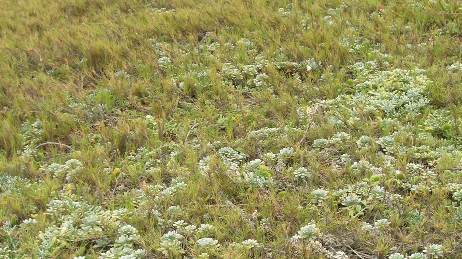 Low coastal shrubland at Moomomi, Molokai, with grasses, silver-leaved groundcover, and ocean beyond.