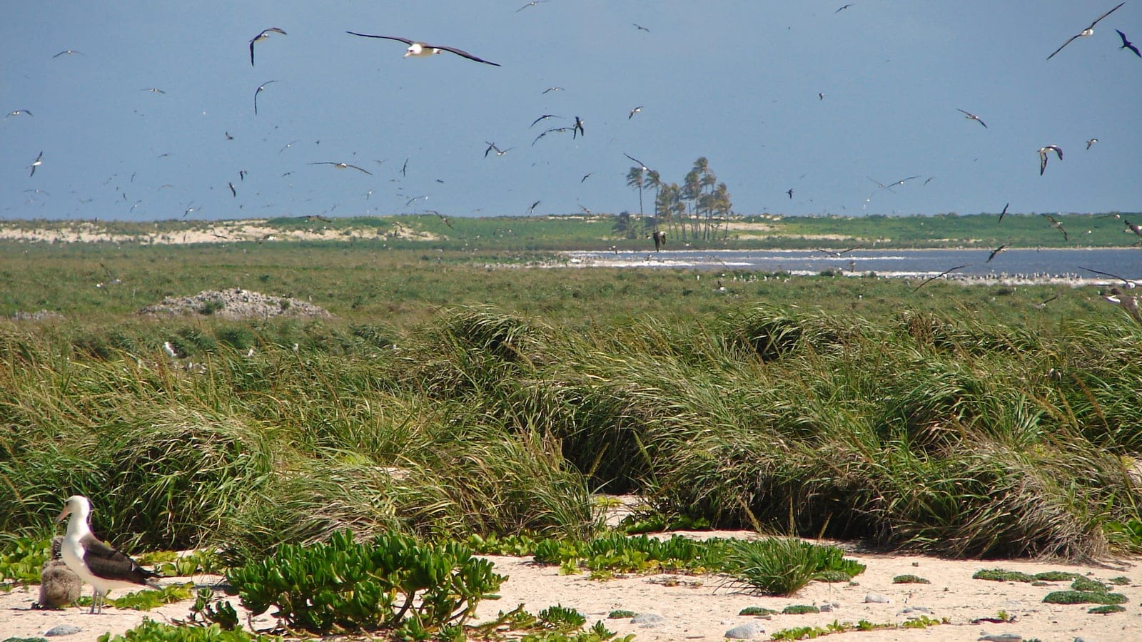 Laysan Island interior with low scrub vegetation, sand, lagoon edge, and nesting seabirds.