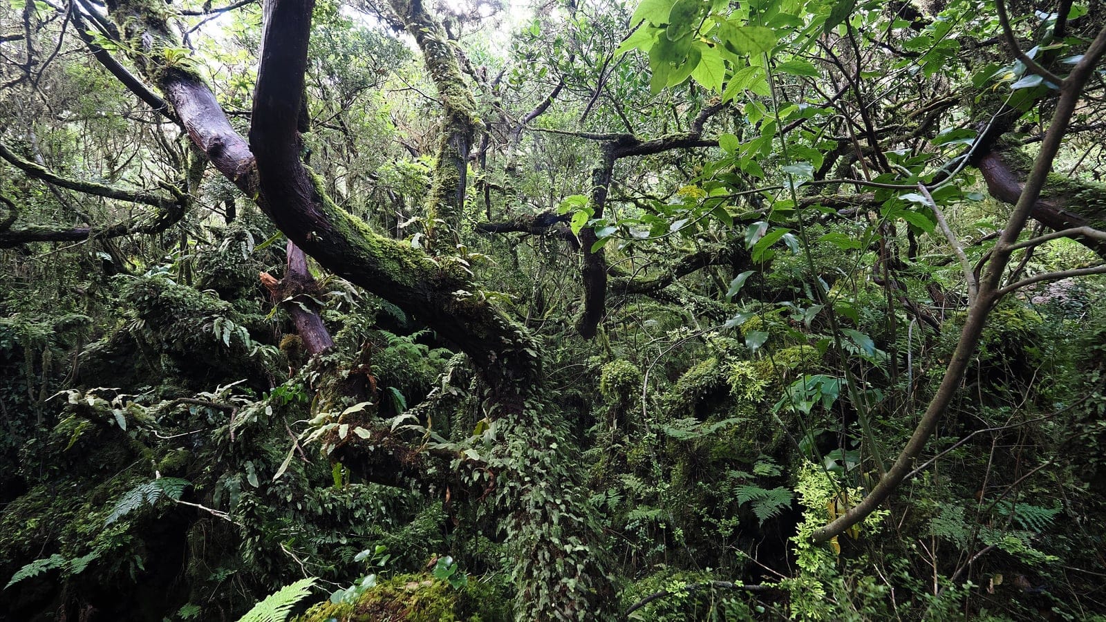 Dense native temperate forest vegetation on Terceira Island in the Azores.