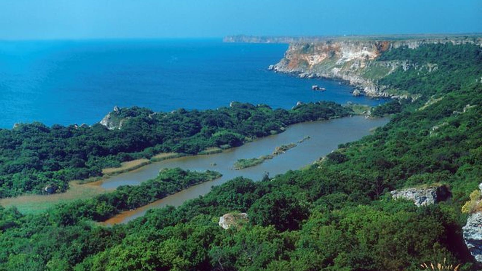 Coastal mixed forest and limestone cliffs at Taukliman, Bulgaria.