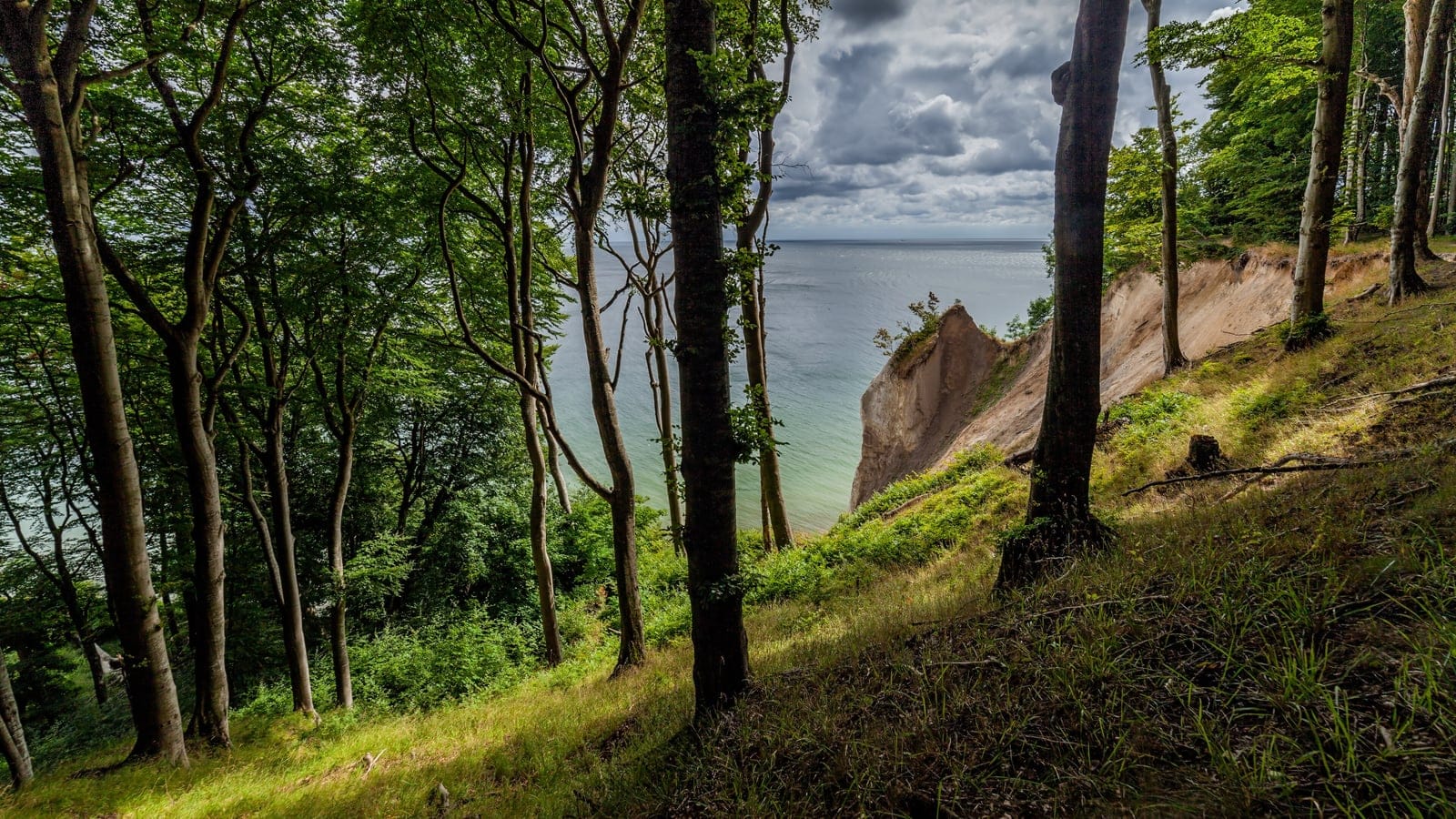 Baltic mixed beech forest on coastal cliffs in Jasmund National Park, Germany.