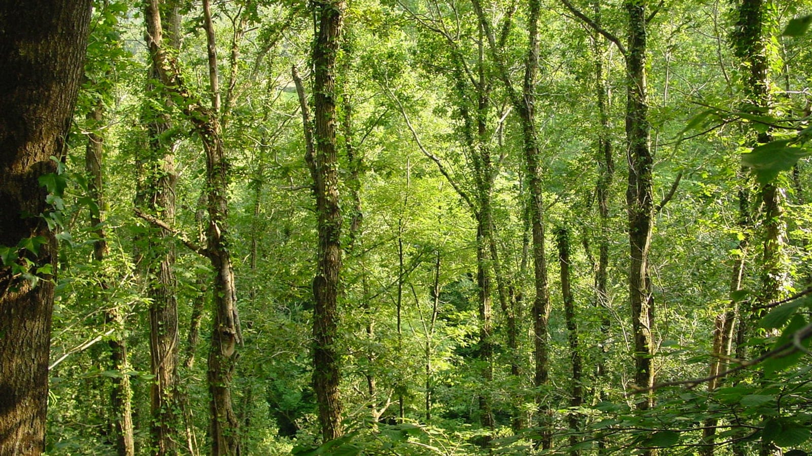 Native mixed forest in Cantabria, Spain.