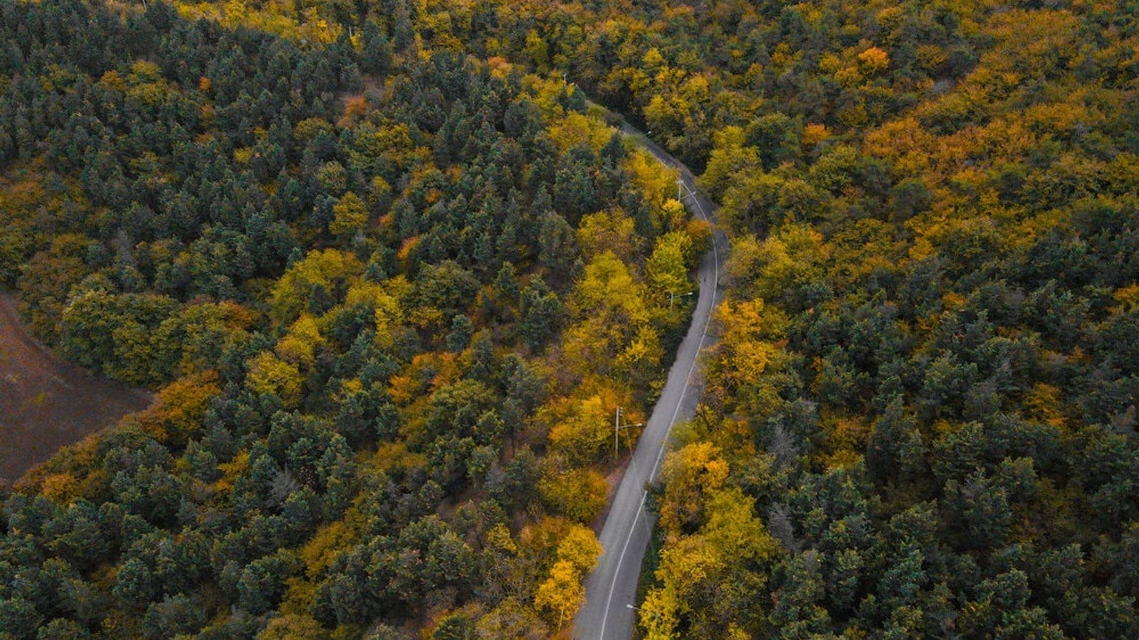 Aerial view of autumn Hyrcanian forest in Iran.