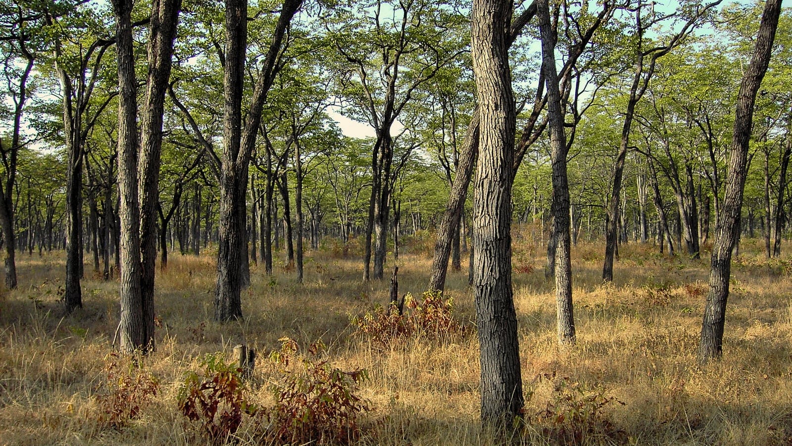 Tall cathedral mopane trunks over cured golden grass, South Luangwa Valley, Zambia.