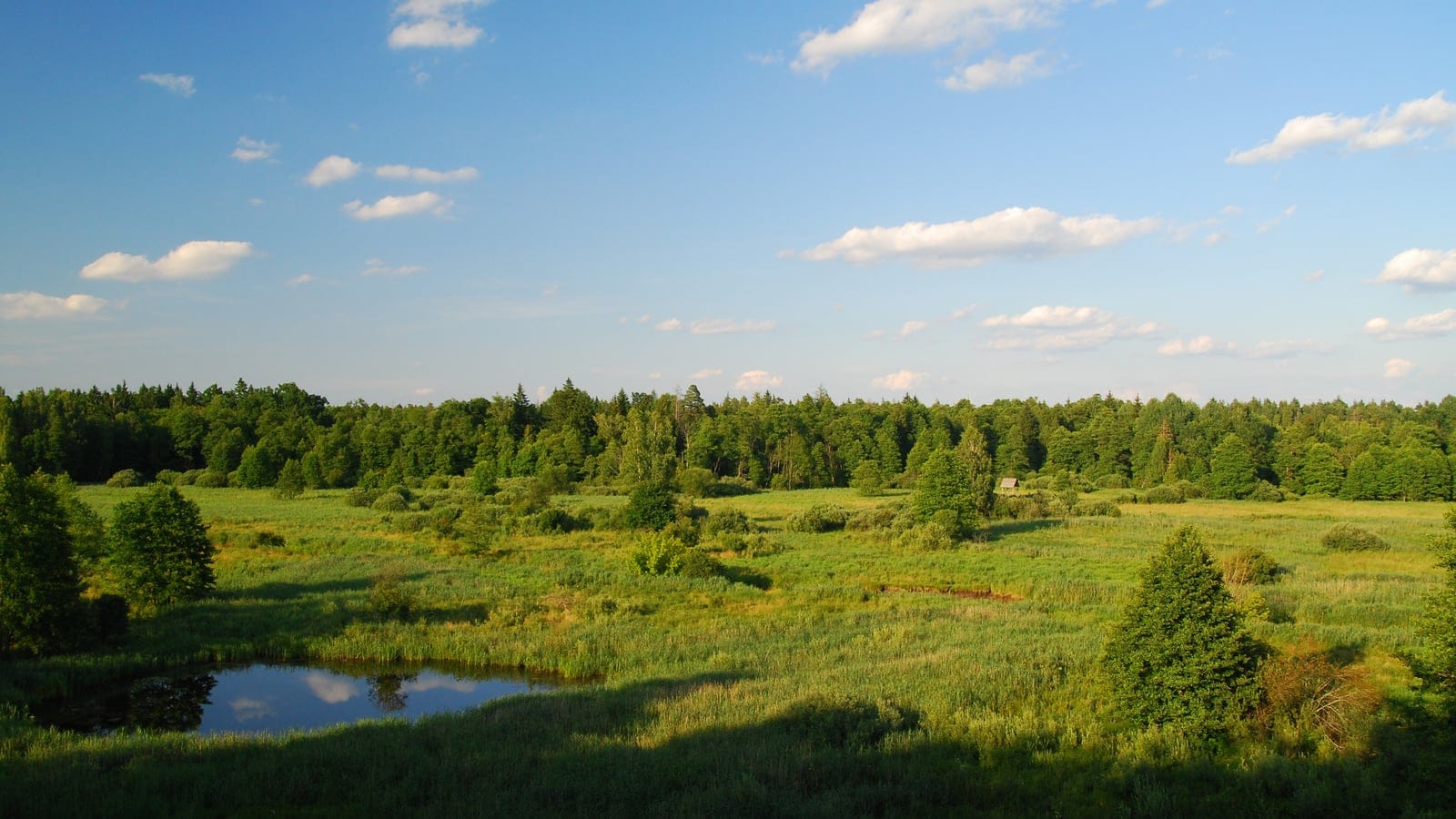 Mixed forest, wet meadow, and woodland edge in Bialowieza National Park.