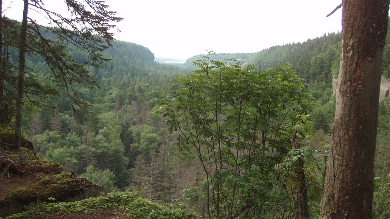 Forested valley and mixed mountain vegetation in the Changbai Mountains.