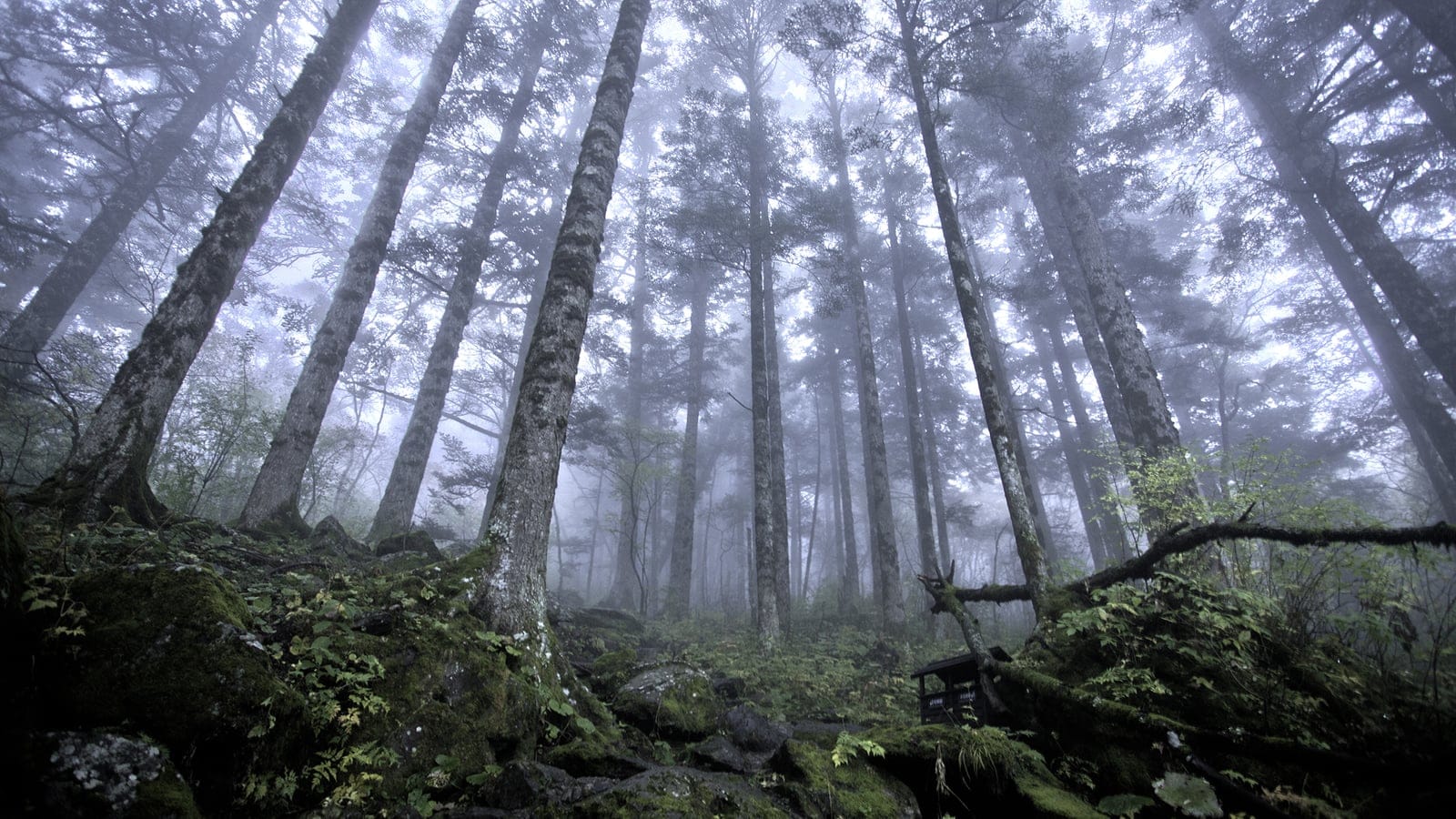 Evergreen forest in the Shennongjia mountain region of central China.