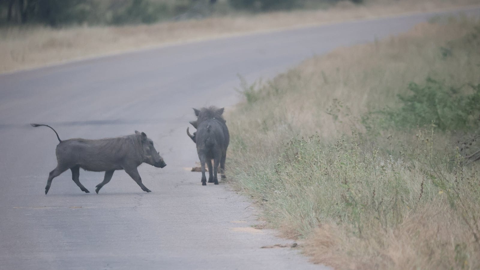Two warthogs crossing a tarred road between dry grass verges in Kruger National Park, South Africa.