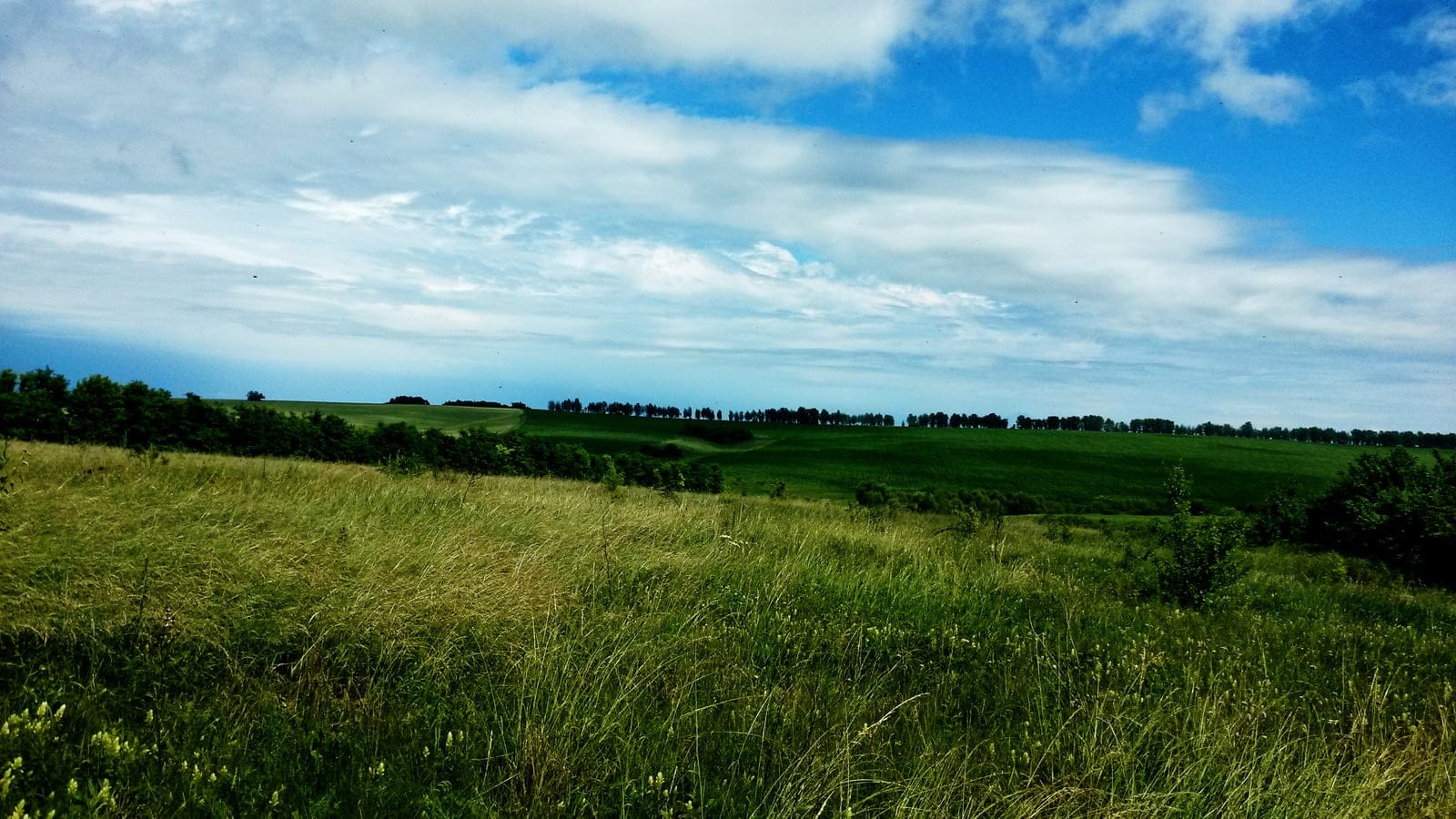 Open East European forest-steppe with grassland and scattered woody vegetation.