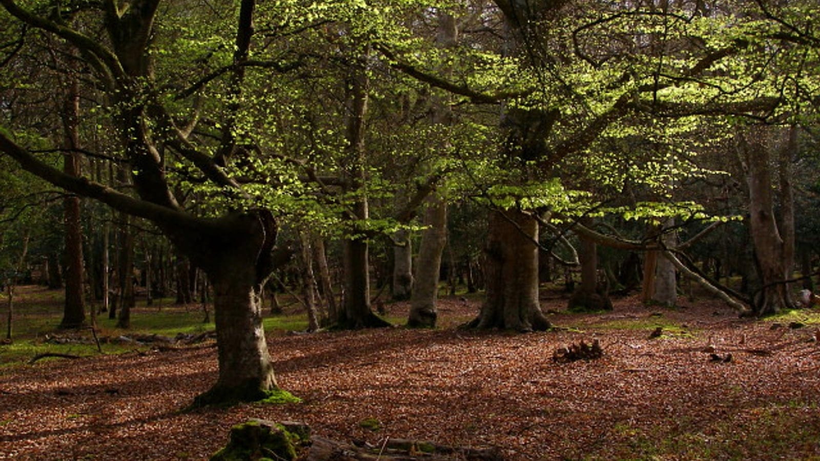 Beech trees in a lowland English woodland.