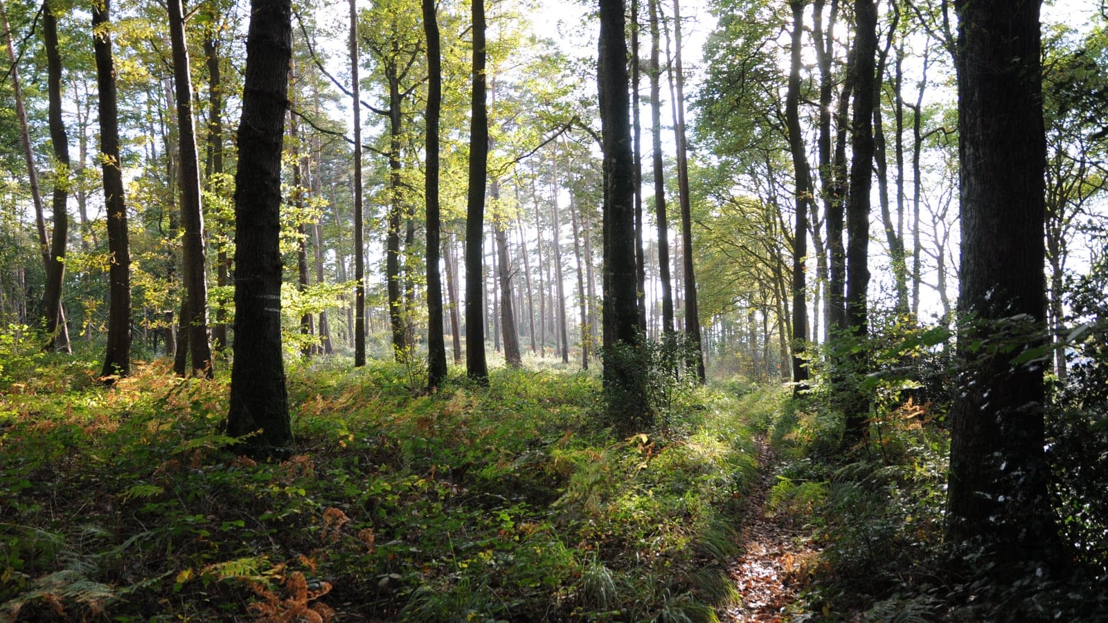 Sunlit mixed forest in the Desvres state forest, France.