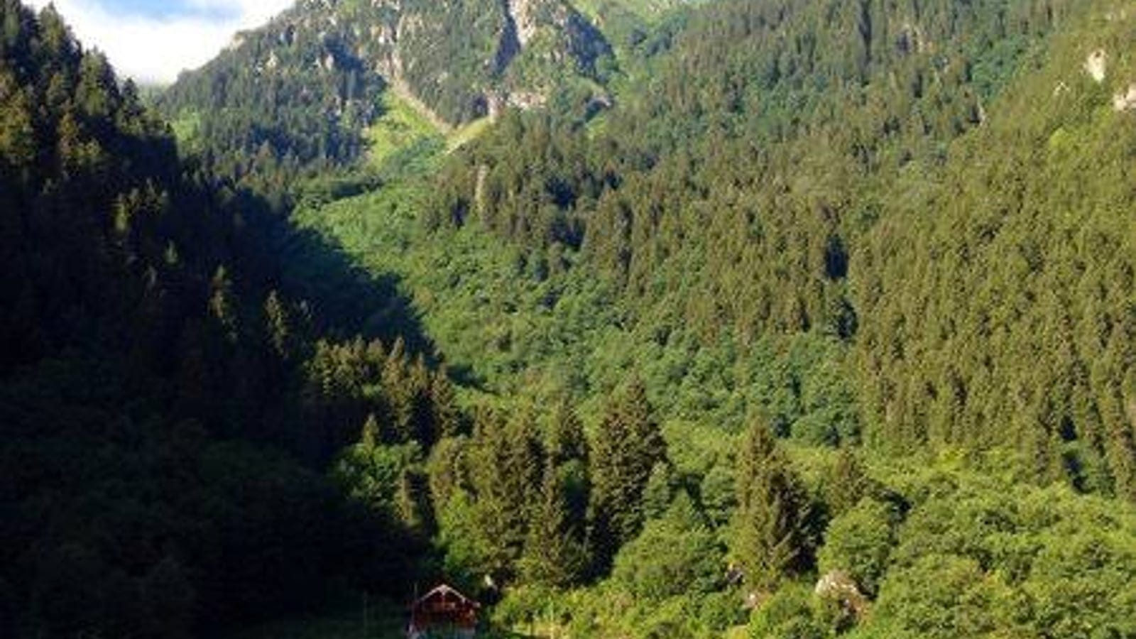 Euxine-Colchic broadleaf forest and humid slopes around Rize.