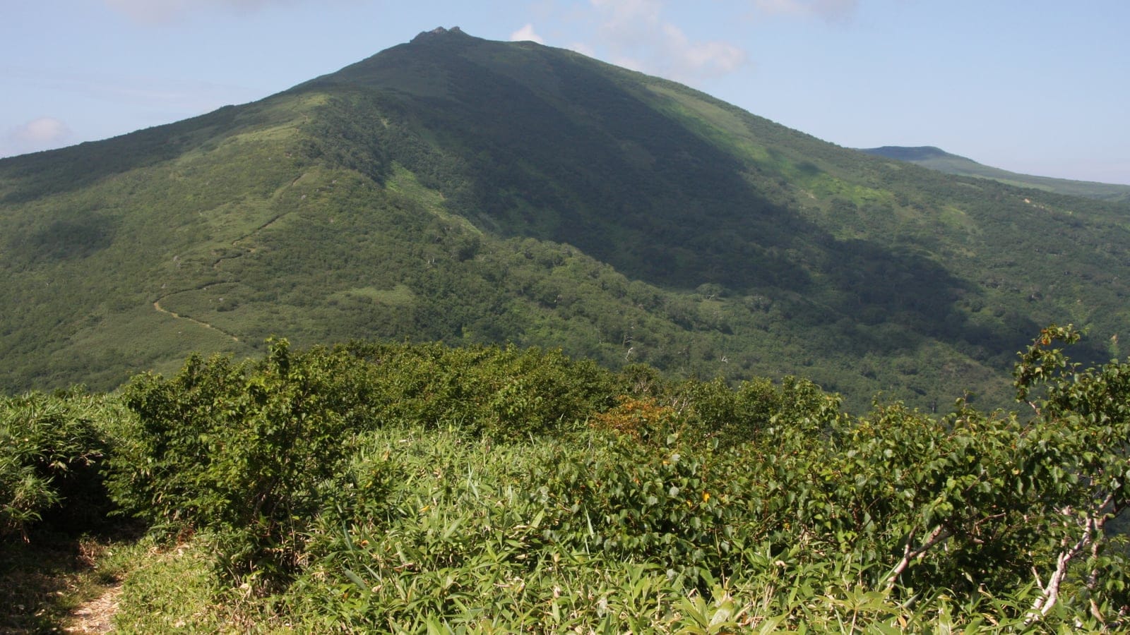 Dwarf bamboo and shrubs below the forested cone of Mount Mekunnai, Hokkaido.