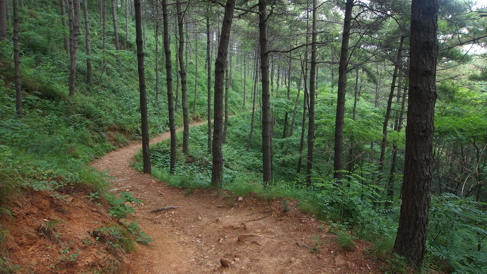 Pine-forest footpath on Mount Tai, Shandong, China.