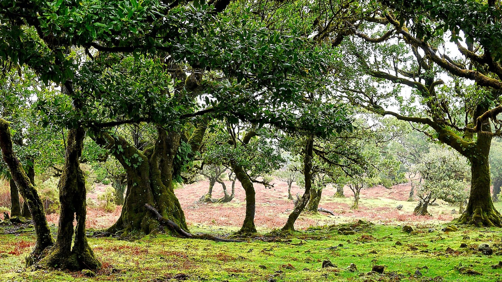 Ancient moss-covered laurel trees on mossy ground in the Madeira laurisilva.