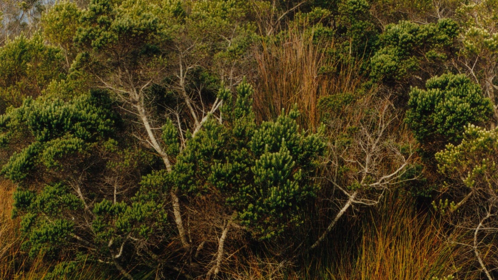Phylica arborea scrub and tussock grass on Île Amsterdam, southern Indian Ocean.