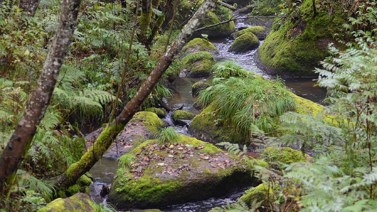 Rocas cubiertas de musgo y orillas bordeadas de helechos a lo largo del arroyo Xiangshui, en el Parque Forestal Nacional de Wuying, Heilongjiang.