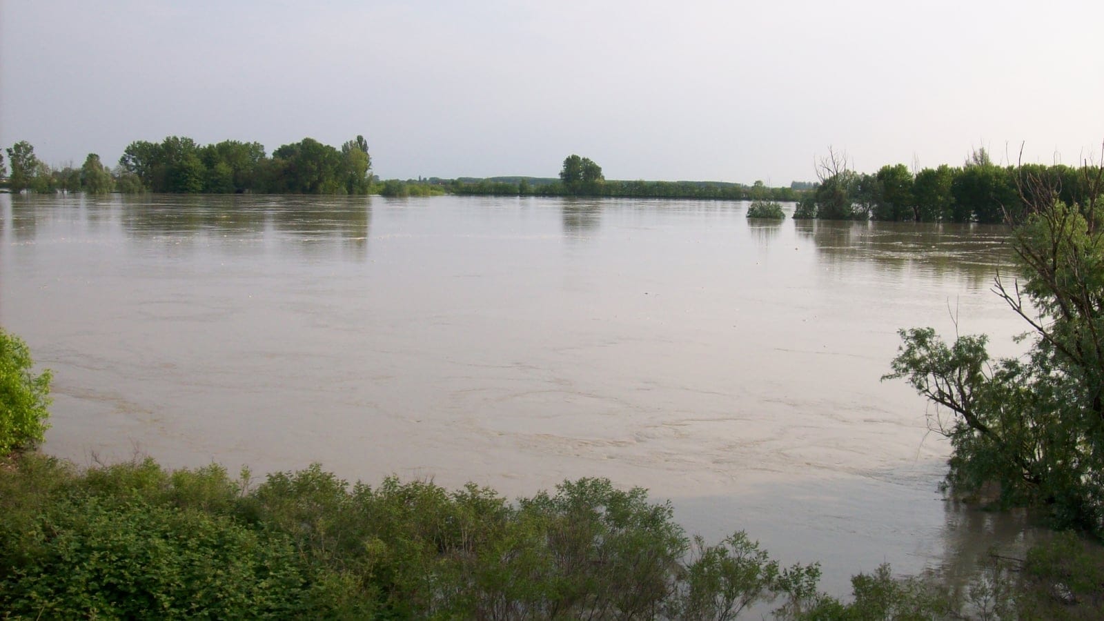 The Po in flood with brown water reaching riverside willows near San Benedetto Po, Mantova, Italy.