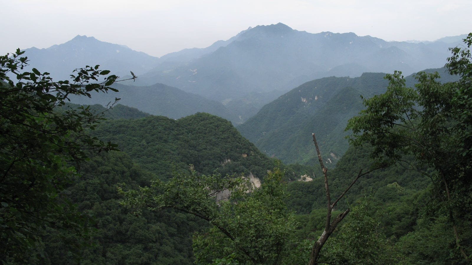 Unbroken broadleaf forest on hazy ridges seen through foreground branches, Qin Ling Mountains, China.