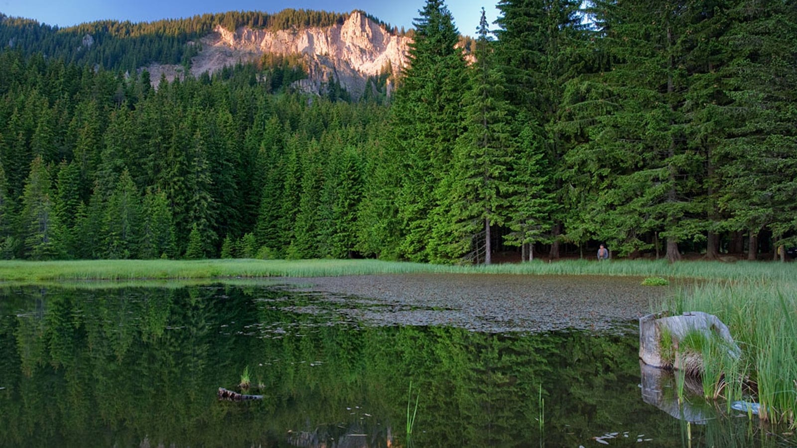 Norway spruce closing round a reedy lake below a pale limestone crag, Rhodope Mountains, Bulgaria.