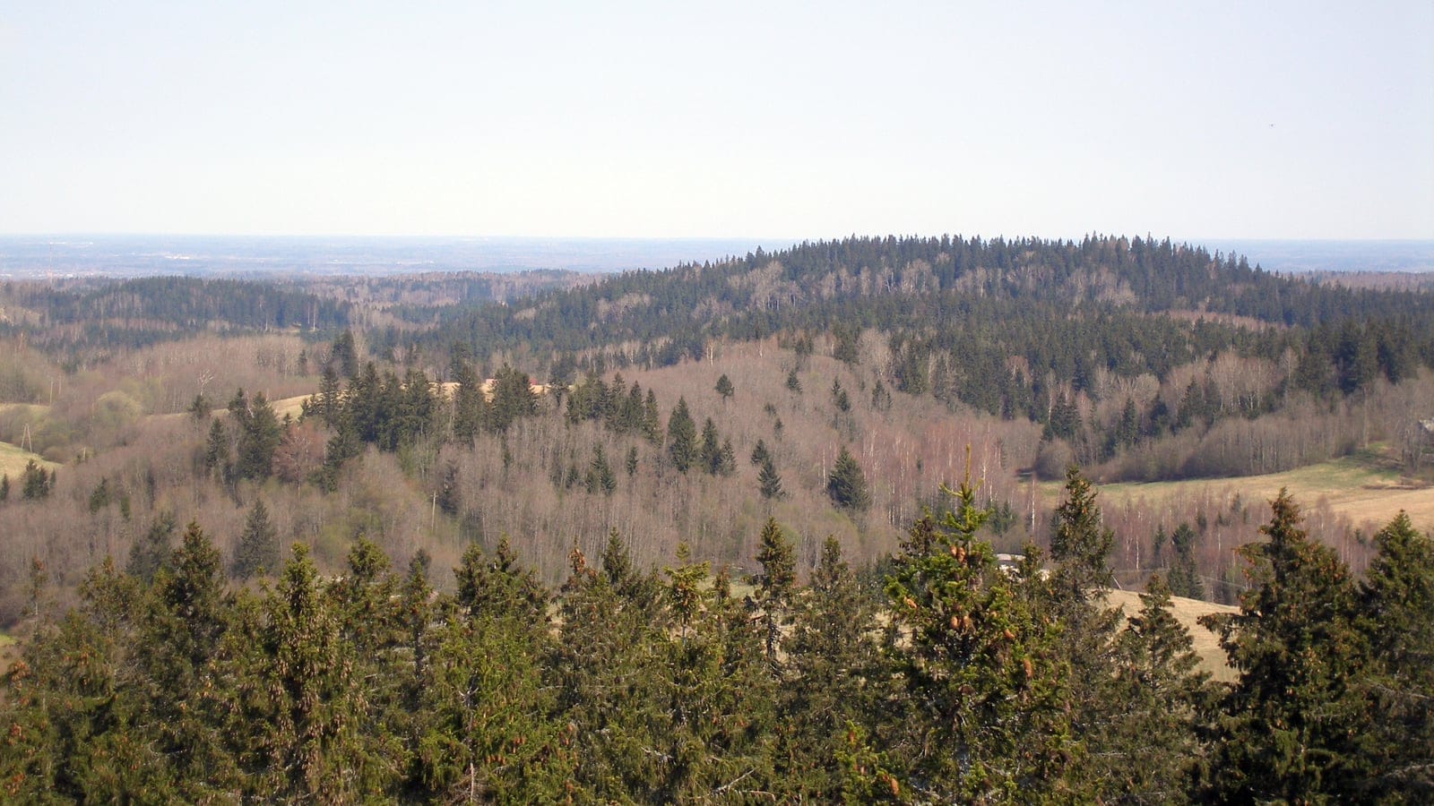Norway spruce among leafless birch and small hay meadows in early spring, Haanja Upland, Estonia.