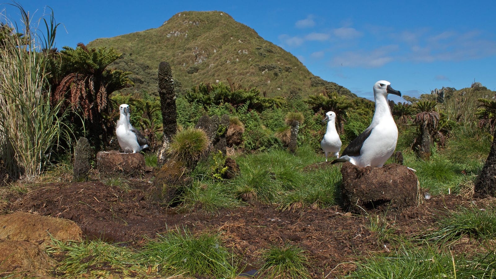Yellow-nosed albatrosses on pedestal nests among tussock grass and Blechnum tree ferns, Nightingale Island.