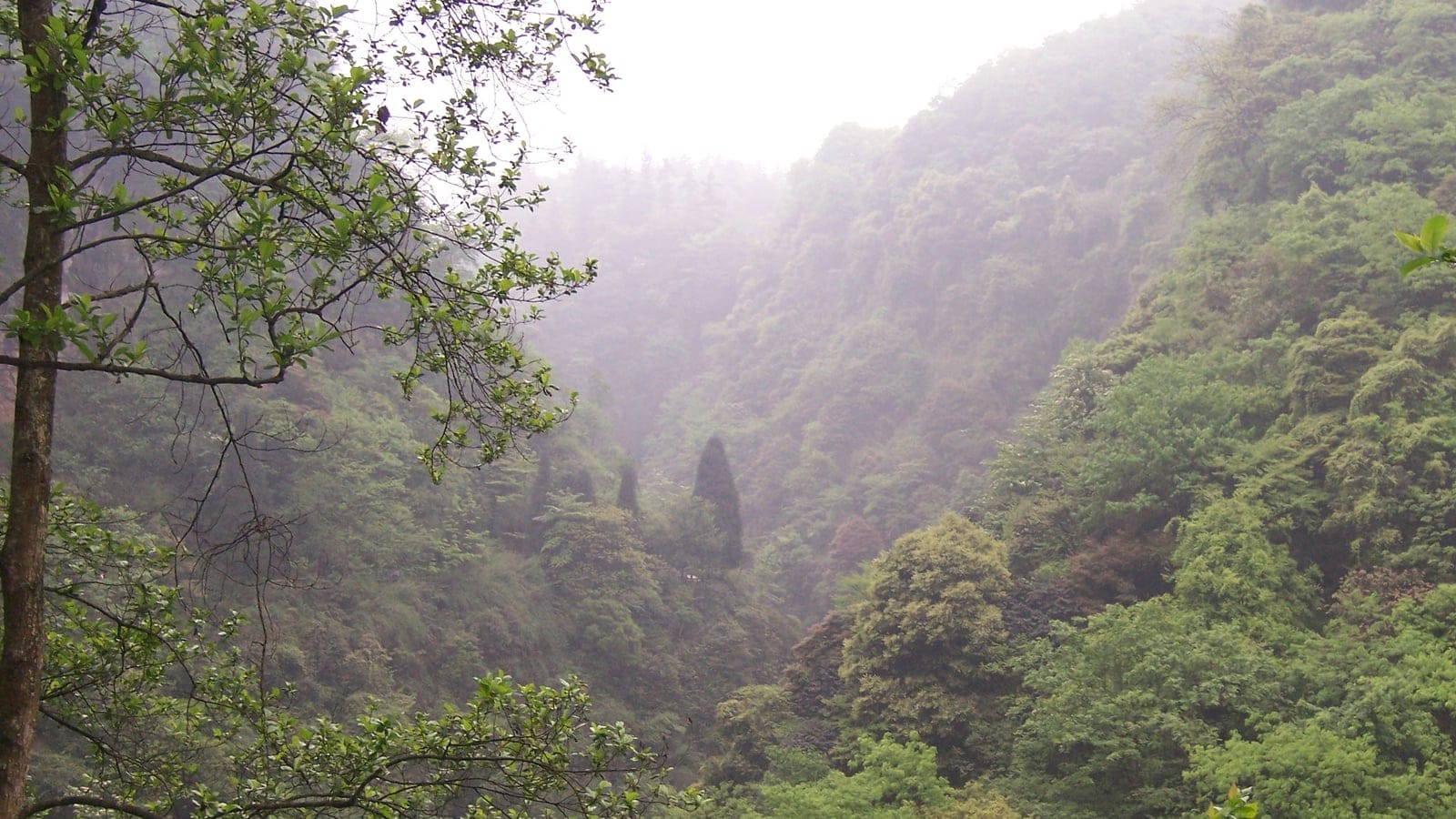 Mist filling a steep valley of evergreen broadleaf forest on Emei Shan, Sichuan, China.