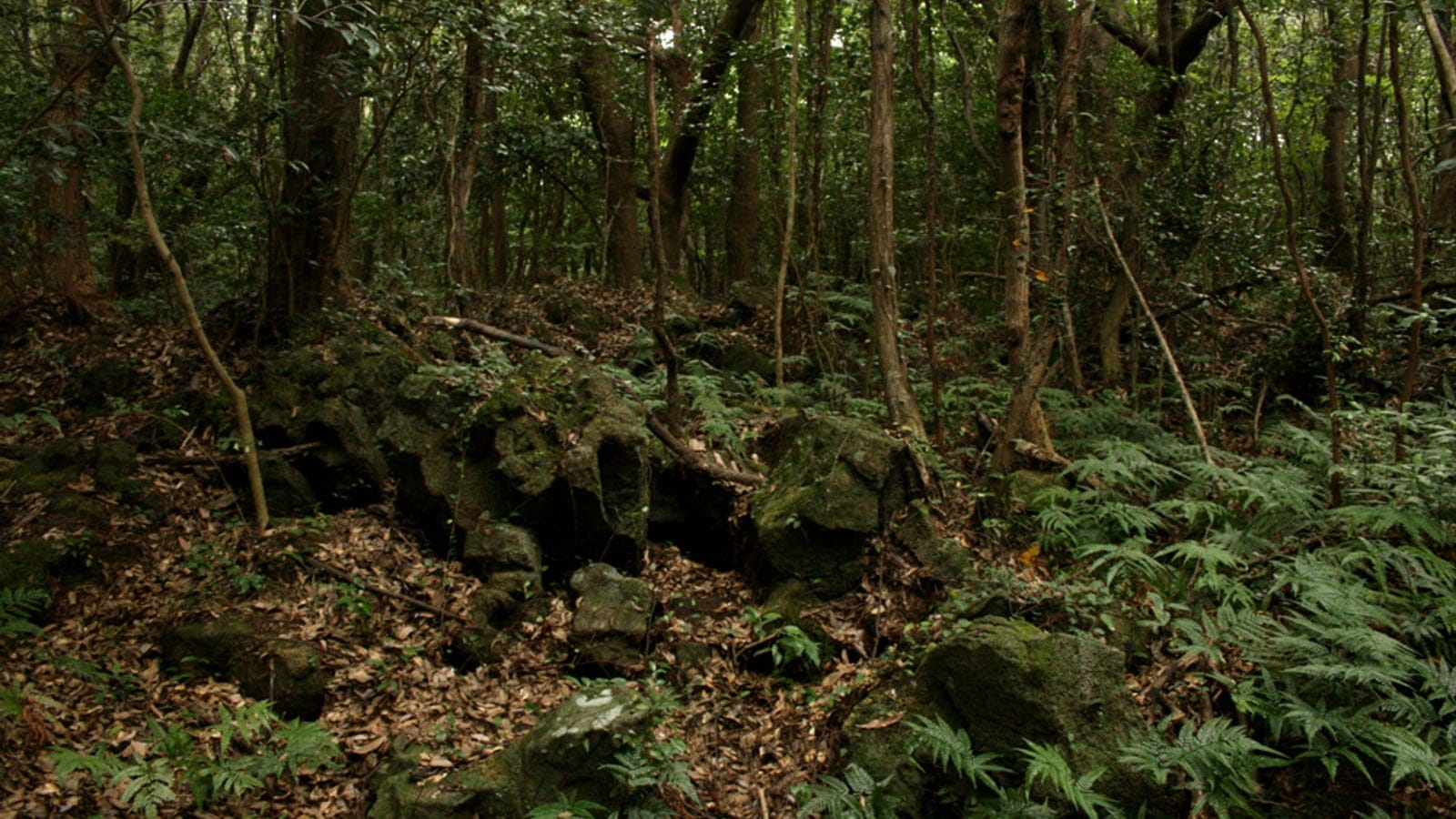Evergreen broadleaf forest rooted in mossy lava rubble, Gotjawal Forest, Jeju Island, South Korea.