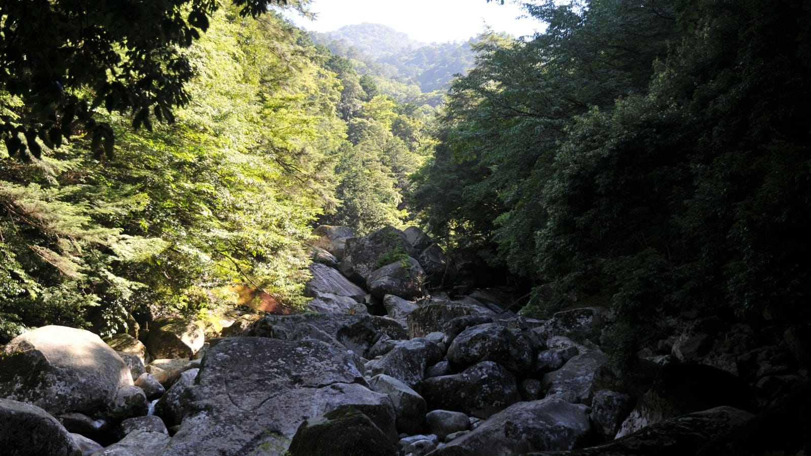 Boulder bed of a shaded ravine under evergreen broadleaf canopy at Nametoko, Shikoku, Japan.