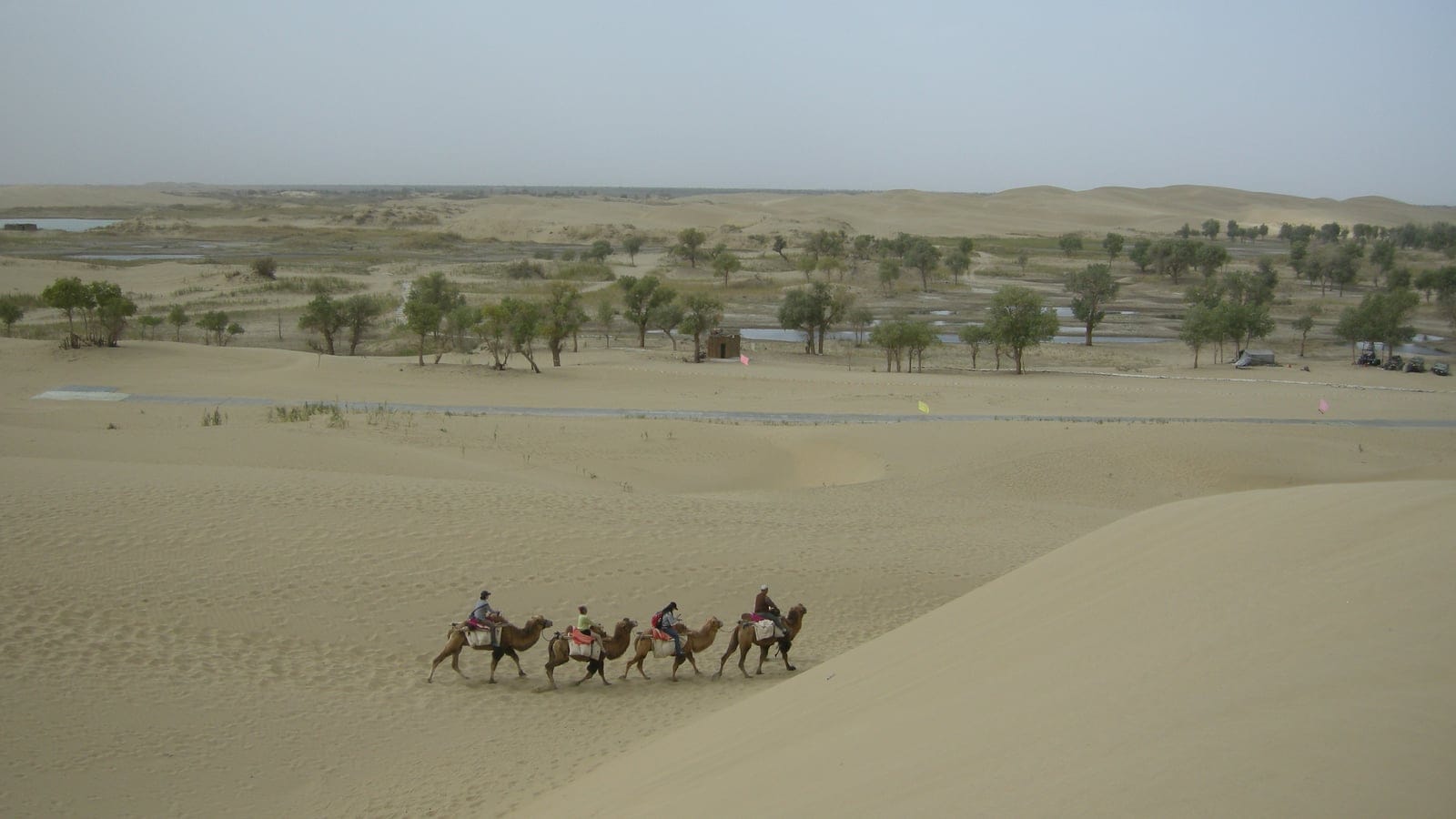 Camels crossing a bare dune above a belt of Euphrates poplar in the Tarim Basin, China.