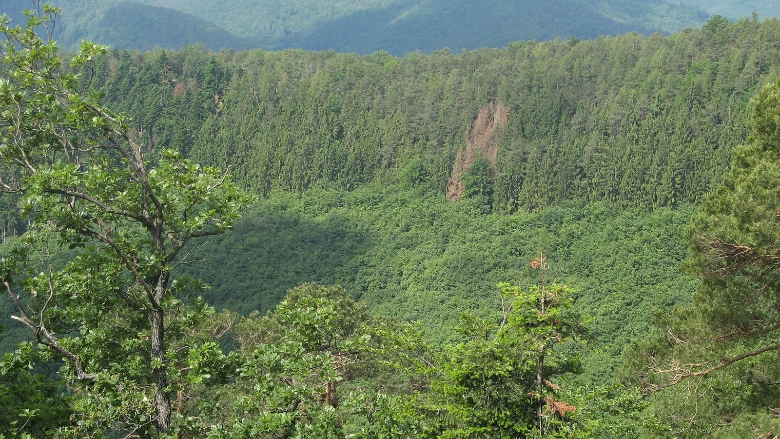 Copas de robles en primer plano sobre un valle de rebrotes de haya y pino silvestre, Vosgos del Norte, Francia.