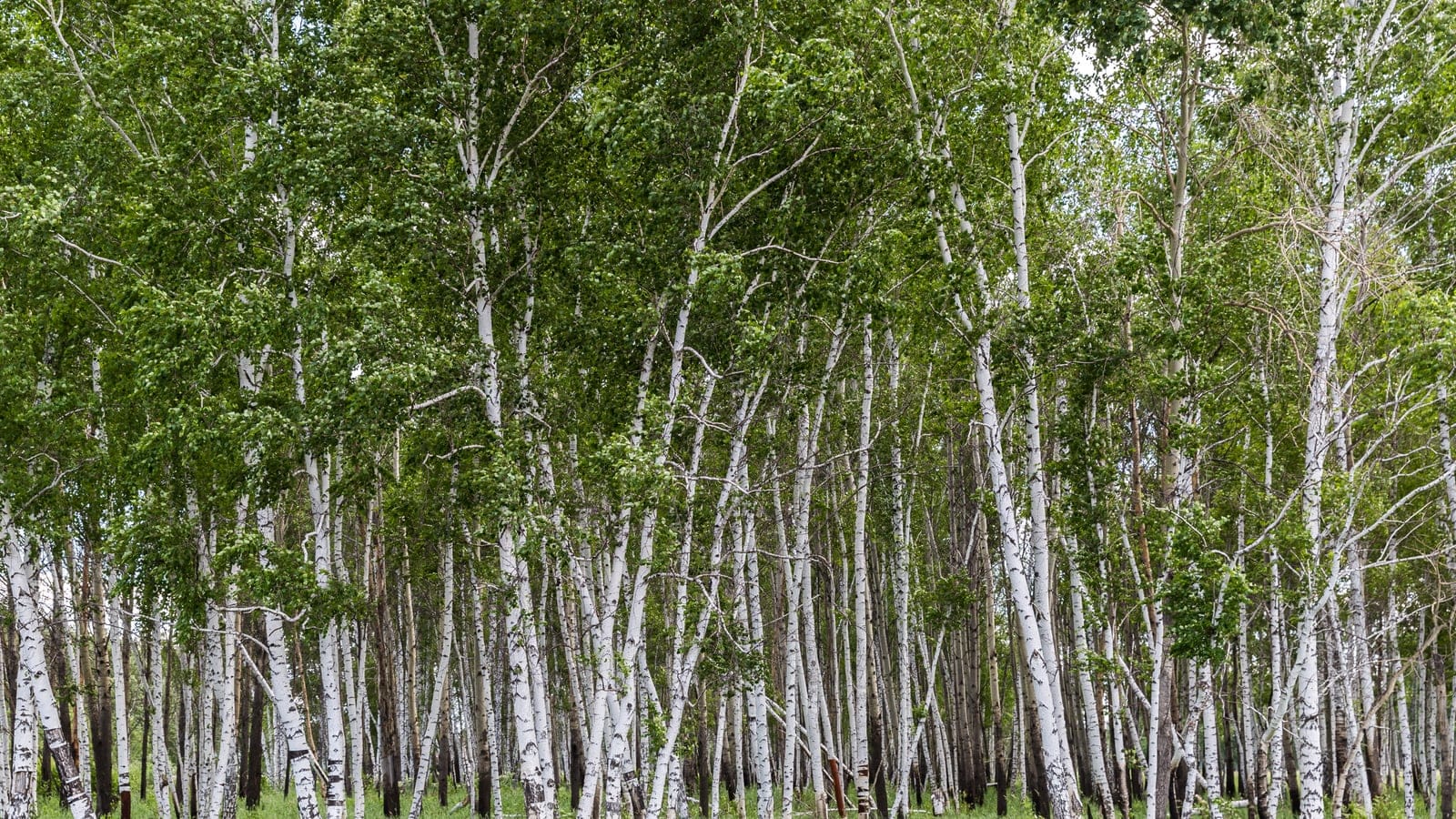 Dense stand of white-barked birch over grass near Tyukalinsk, Omsk Oblast, Russia.