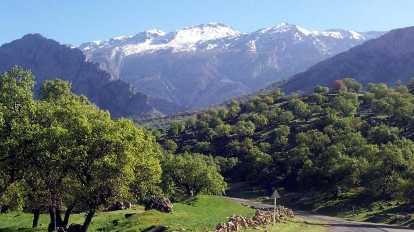 Open Brant's oak woodland on hill slopes below a snow-covered Zagros crest, Kohgiluyeh, Iran.