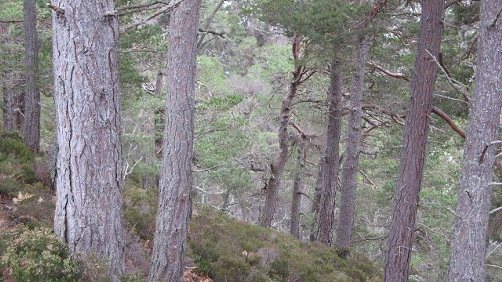 Scots pine forest above the Allt Ruadh in Scotland.