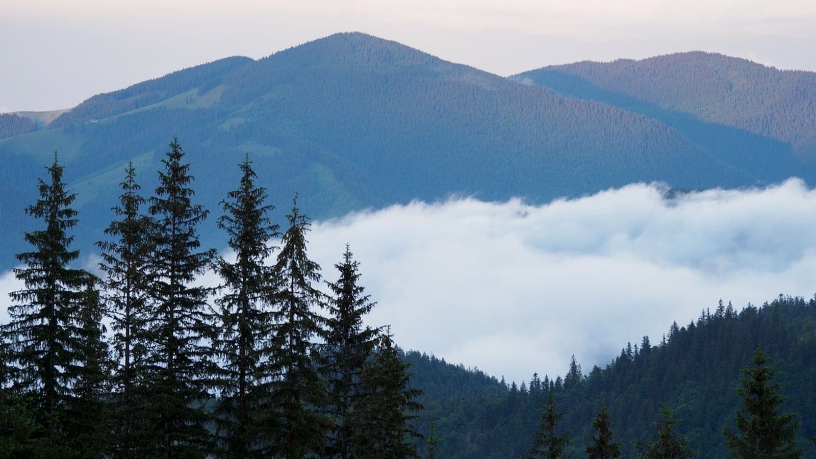 Coniferous montane forest and mist in the Carpathian National Nature Park, Ukraine.