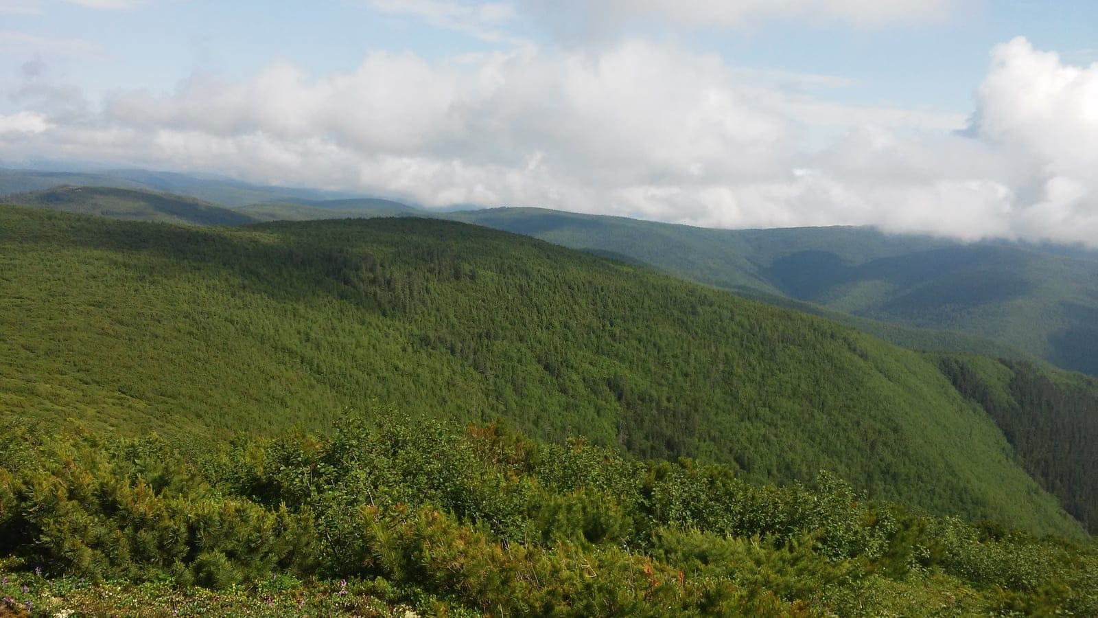 Conifer forest and mountain vegetation in Zeysky Nature Reserve in the Russian Far East.