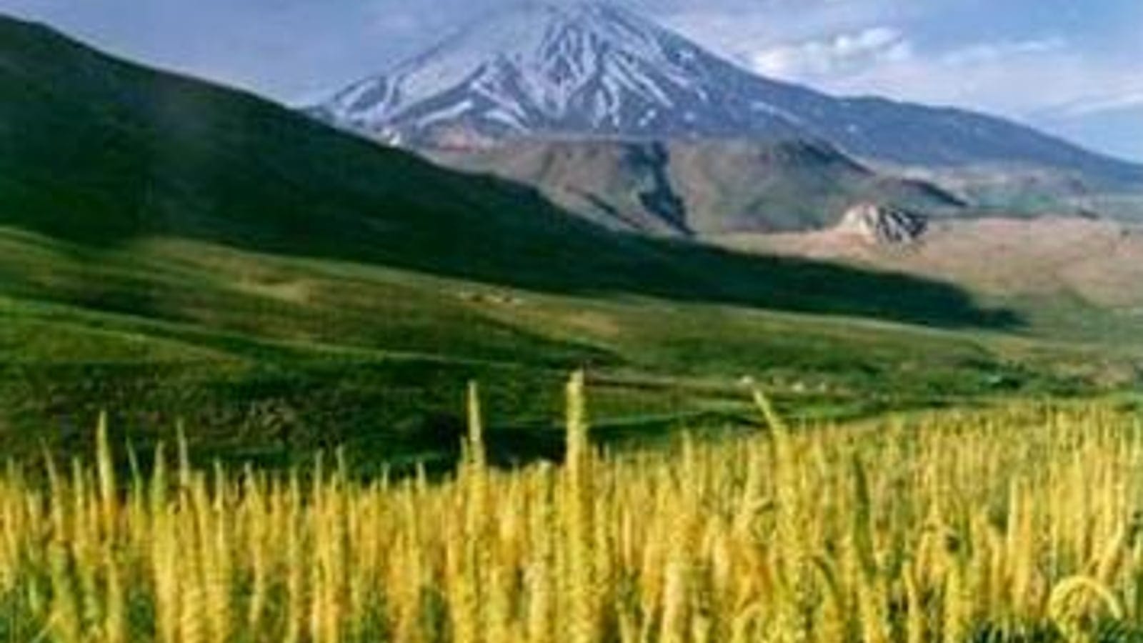 Tall yellow flower spikes over green slopes below the snow streaked cone of Damavand, Iran.