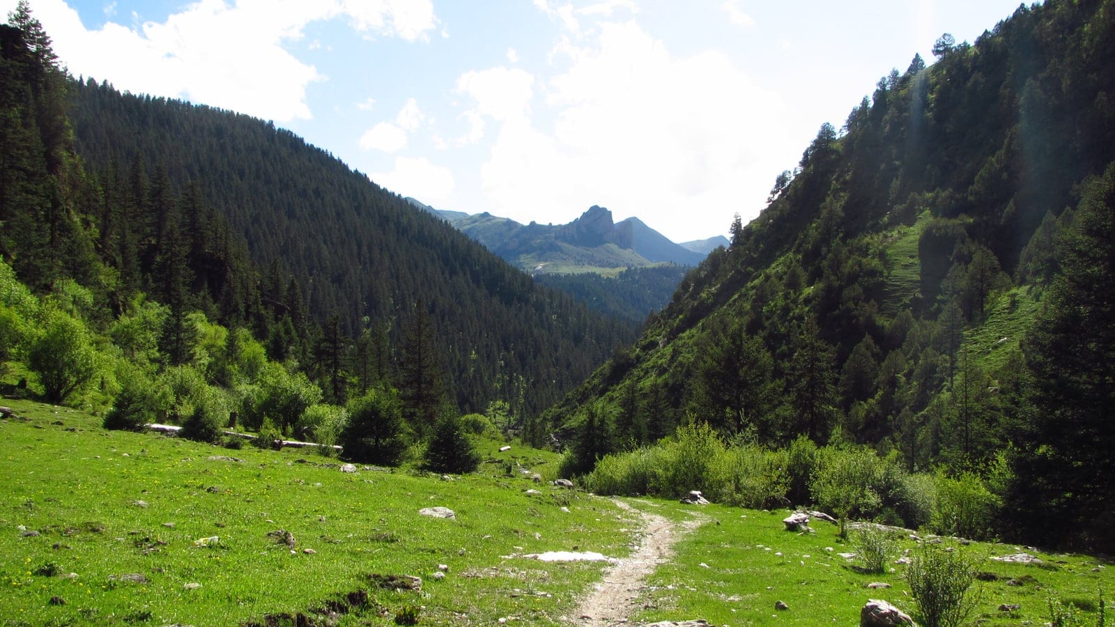 Bosque de piceas y abetos sobre una pradera alpina en las montañas Hengduan, China.