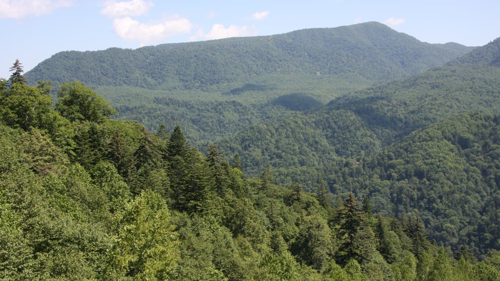 Fir and broadleaf forest across ridges below Mount Sapporo, Hokkaido.