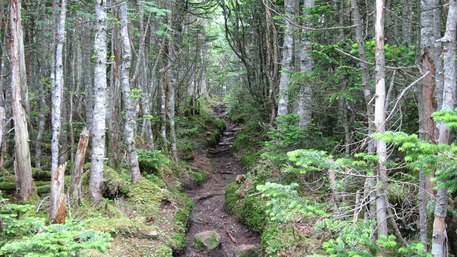 Mossy trail through subalpine fir and birch on Mount Tokusa, Honshu.