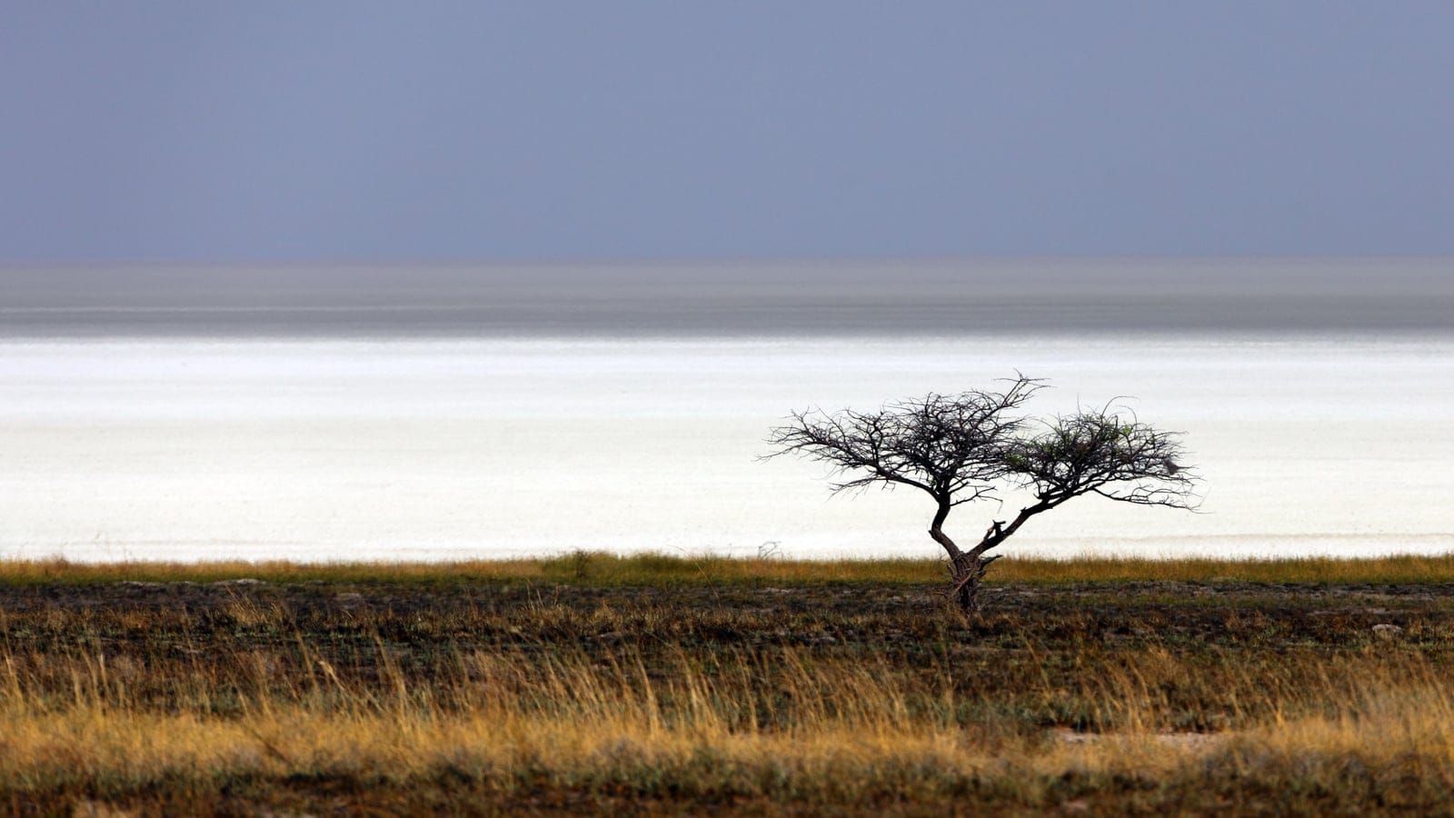 Dry Etosha Pan halophytic flats and sparse desert-edge vegetation.