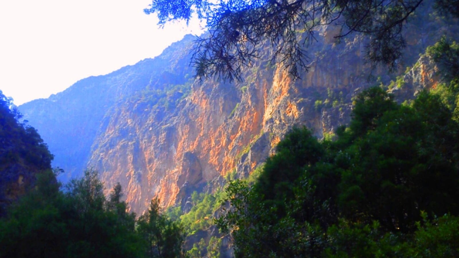 Conifers and broadleaf scrub on a limestone gorge wall in the Rif, Morocco.