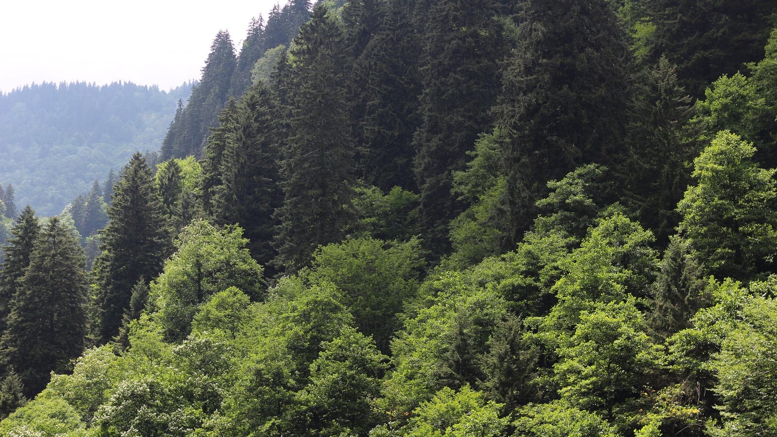 Spruce among broadleaf crowns on a misty slope in the Altindere Valley, Turkey.