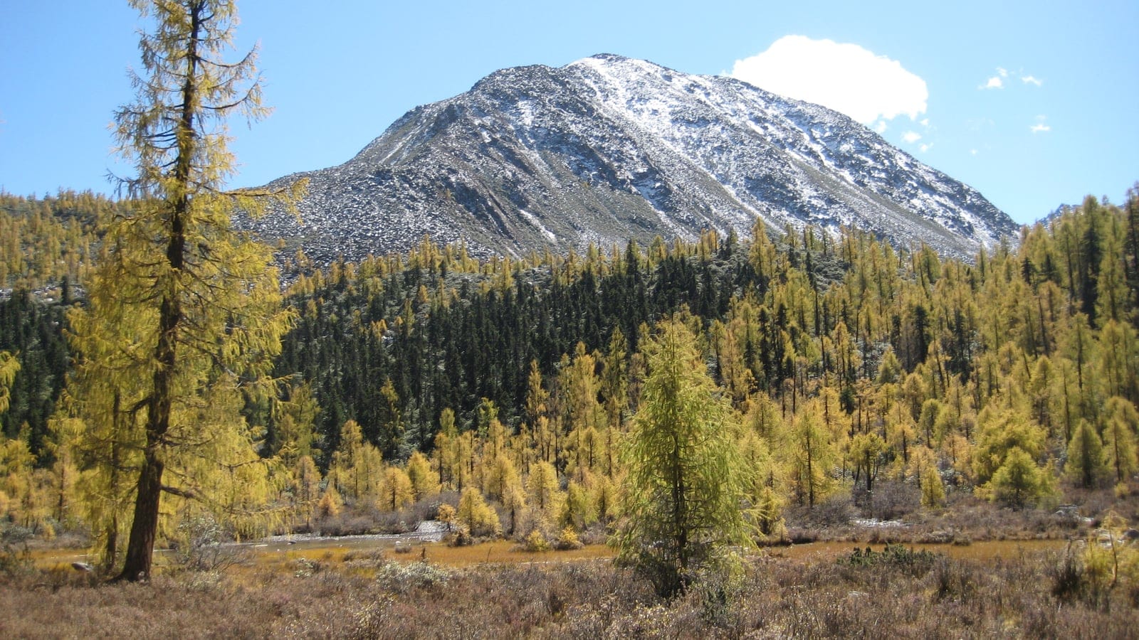 Golden autumn larch and rust-coloured sedge flat below a snow-dusted peak at Huluhai, Sichuan, China.